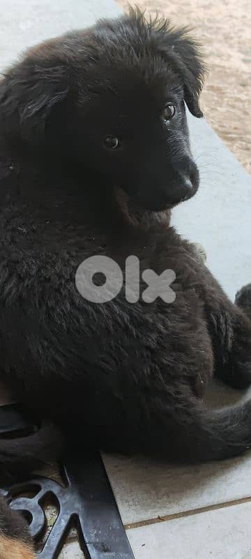 mix breed labrador type and rotweiller 7