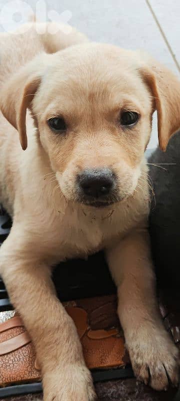 mix breed labrador type and rotweiller 8