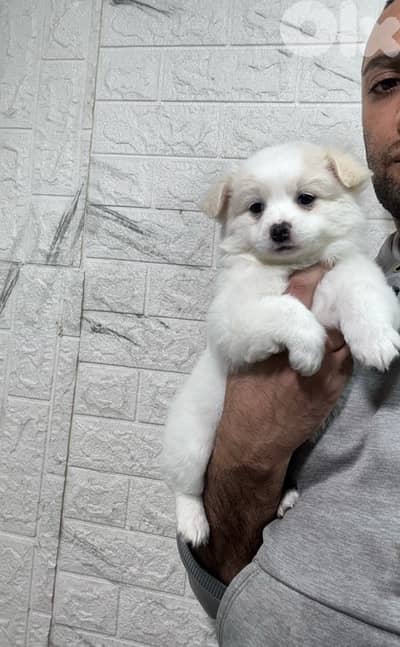 Pomeranian spitz puppies small size