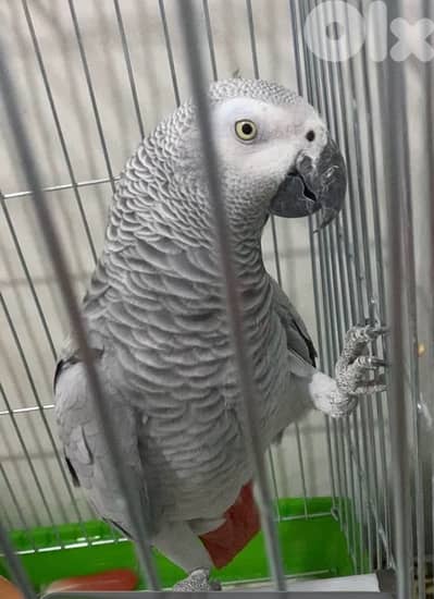 ببغاء كاسكو افريقي