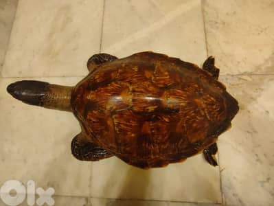 mummified sea turtle