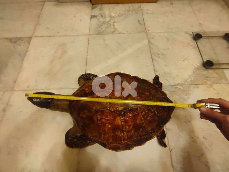 mummified sea turtle 1