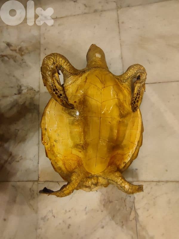 mummified sea turtle 2