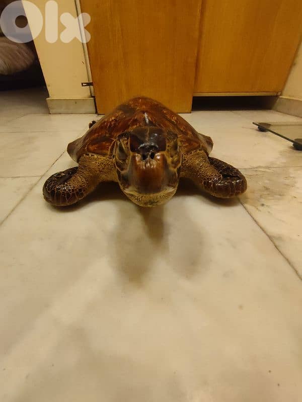 mummified sea turtle 4