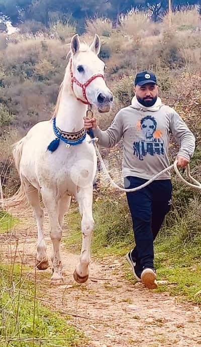 فرس بلا وراق