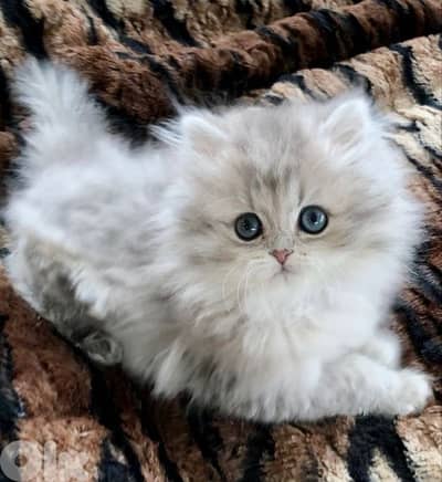 persian  for contact 70485808