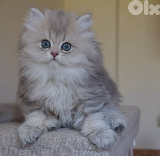 persian  for contact 70485808 1