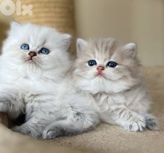 persian  for contact 70485808 2