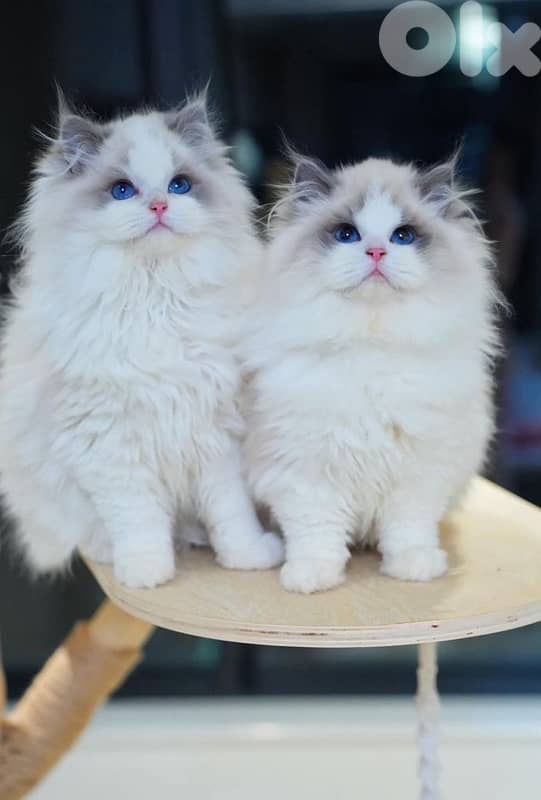 persian  for contact 70485808 3