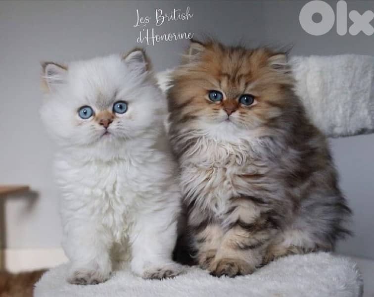 persian  for contact 70485808 4