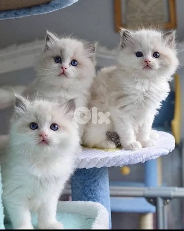 persian  for contact 70485808 5