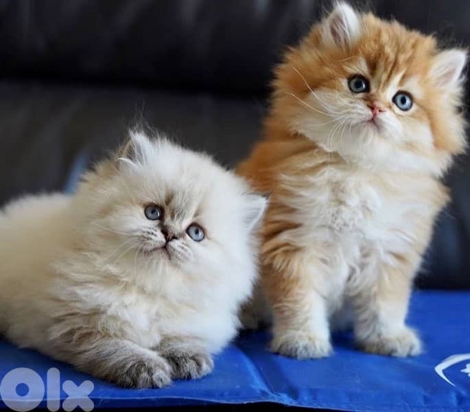 persian  for contact 70485808 6