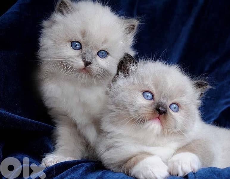 persian  for contact 70485808 7