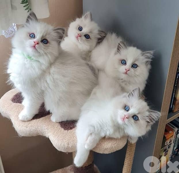 persian  for contact 70485808 9