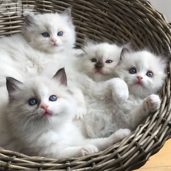 persian  for contact 70485808 10