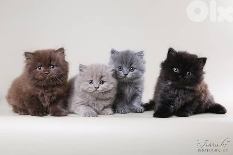 persian  for contact 70485808 11