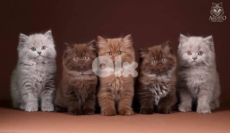 persian  for contact 70485808 12