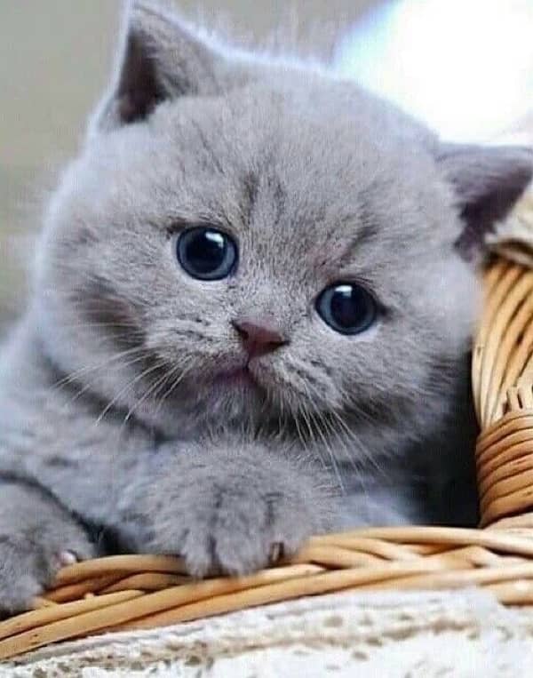 persian  for contact 70485808 13