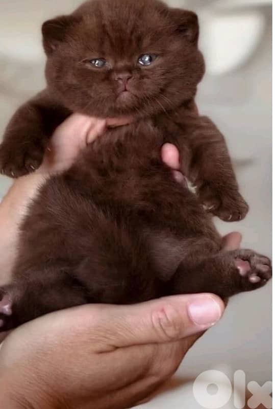 persian  for contact 70485808 14