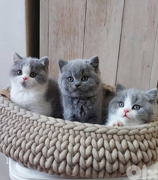 persian  for contact 70485808 15