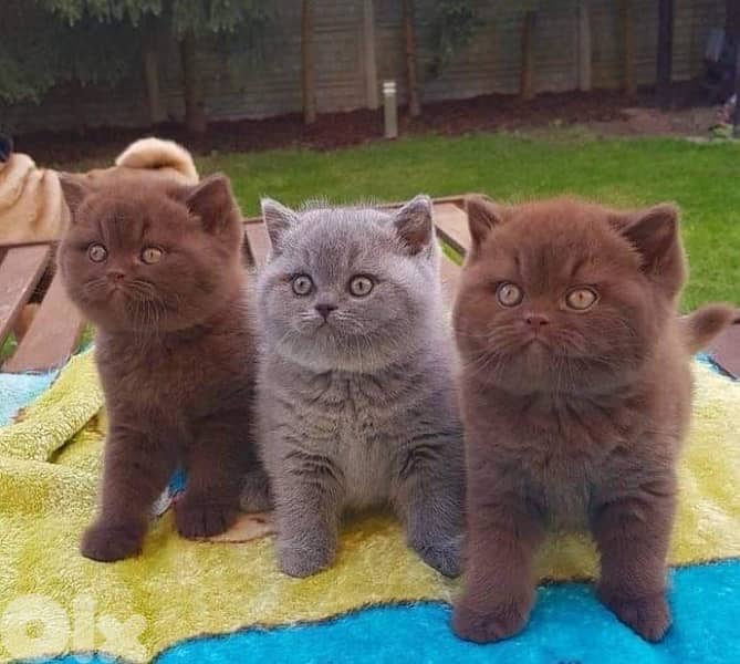 persian  for contact 70485808 16