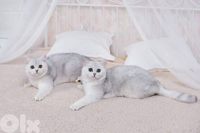 persian  for contact 70485808 17