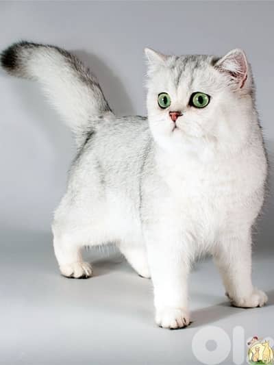 british chanchilla for contact  70485808