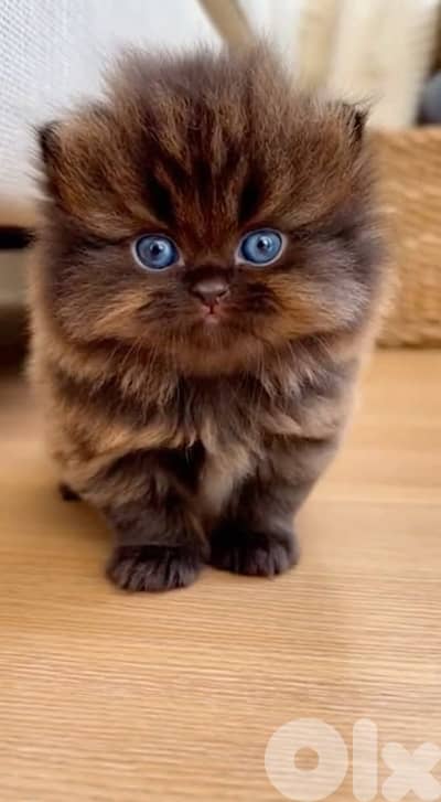 british chocolate whatspppp  70485808