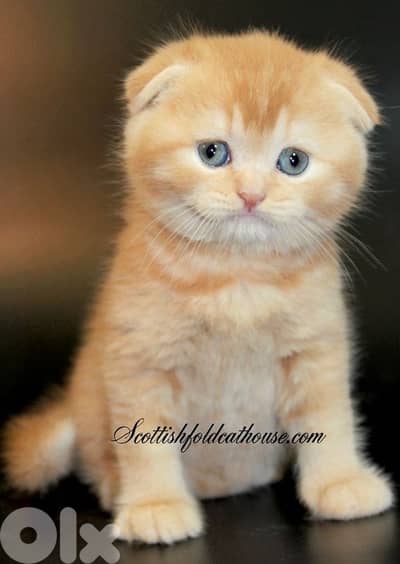 scottish beautiful for contact 70485808