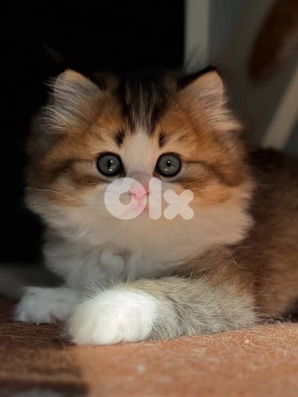 scottish beautiful for contact 70485808 1