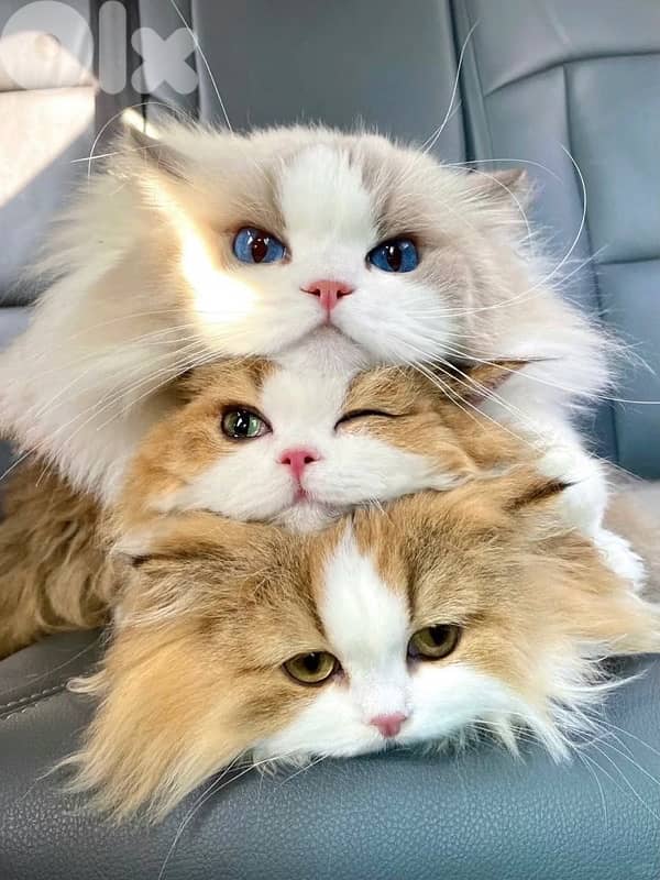 scottish beautiful for contact 70485808 3