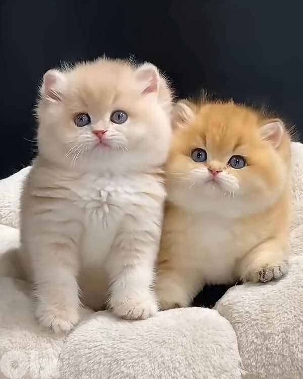 scottish beautiful for contact 70485808 4