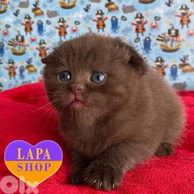 chocolate and gold for contact 70485808