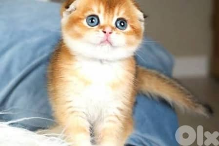 chocolate and gold for contact 70485808