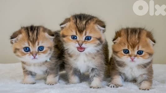 chocolate and gold for contact 70485808