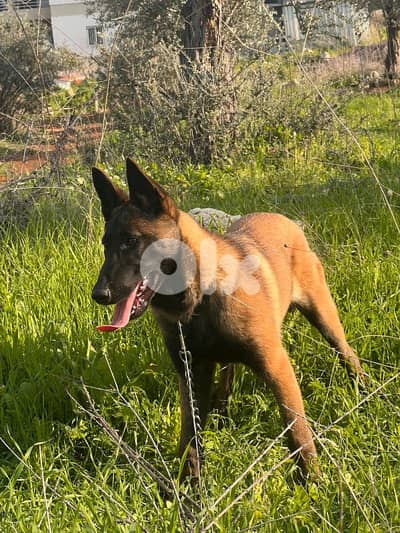 malinois