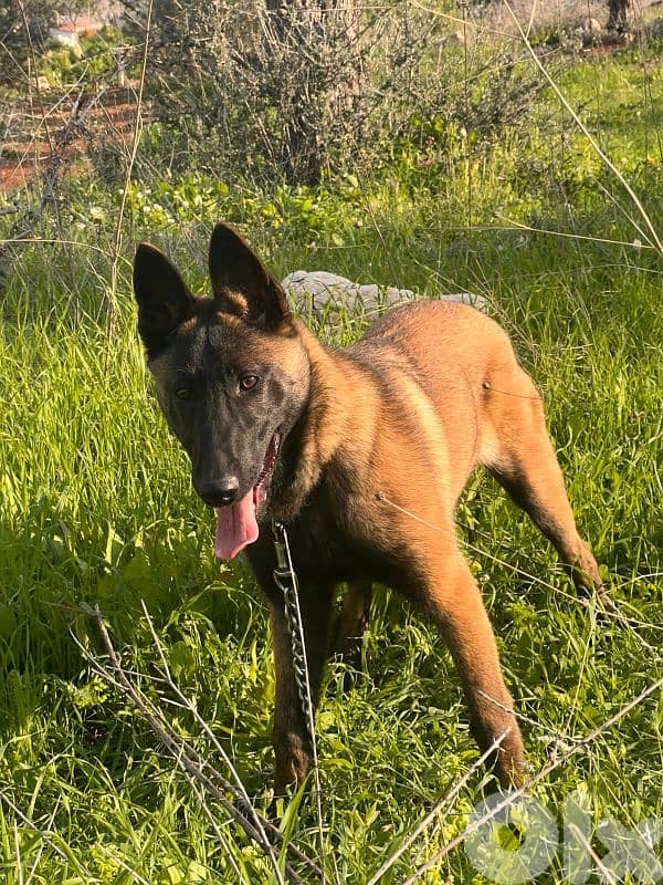malinois 2