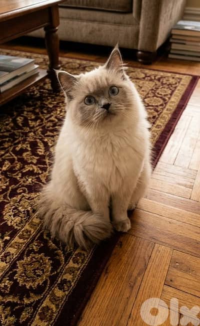 Pure Himalayan cat for sale.