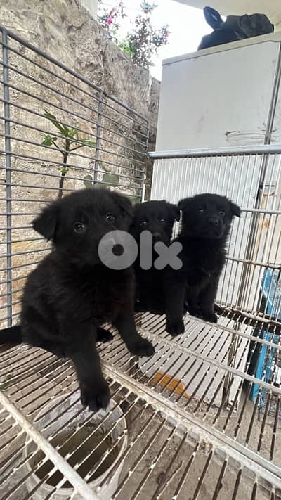 Black German Sheperd