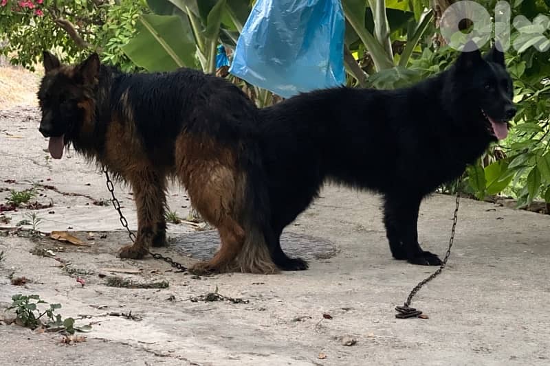 Black German Sheperd 2