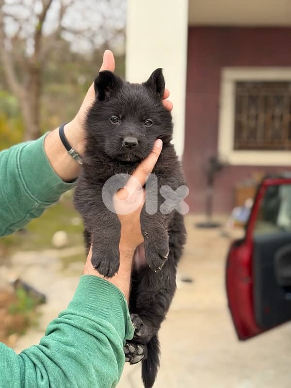Black German Sheperd 1