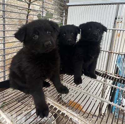 Black German Sheperd