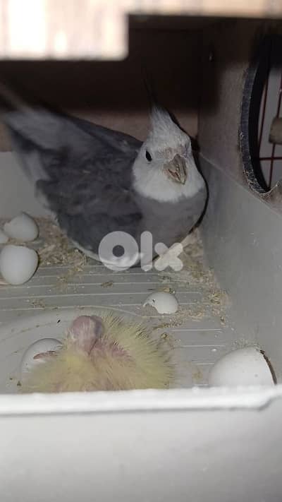 جوز كروان مع فراخ