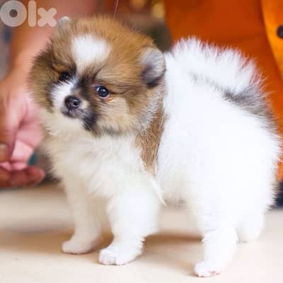 high quality pomeranian puppy