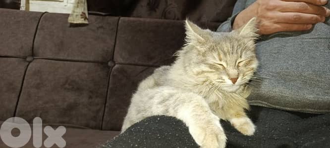 long hairy tabby cat