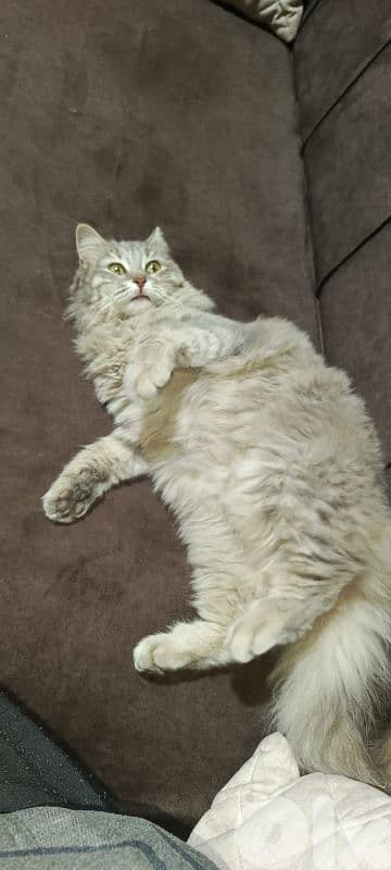 long hairy tabby cat 2