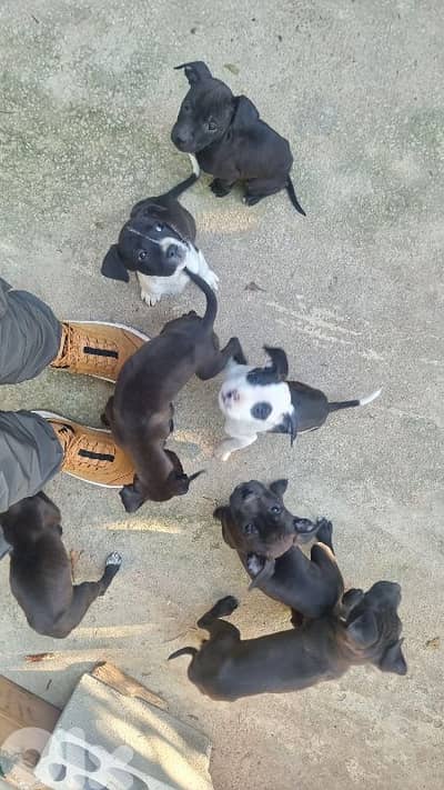 pitbull puppies for sale