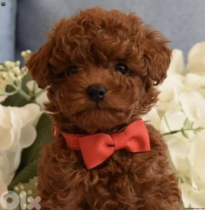 Exceptional Toy Poodle Puppies | dog كلاب