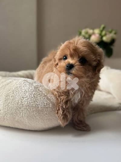 Super Small Toy Maltipoo Puppies |dog كلاب