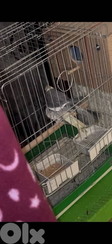 زوج كروان مع قفص و معشة